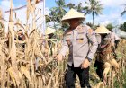 Polres-Malang-Panen-Raya-Jagung-Dukung-Ketahanan-Pangan-Nasional