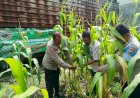 Polsek-Waru-Pantau-Pertumbuhan-Jagung-di-Desa-Pepelegi-untuk-Swasembada-Pangan