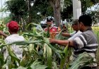 Anggota-Polsek-Krian-Optimalkan-Pertumbuhan-Jagung-untuk-Ketahanan-Pangan