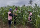 Wujudkan-Swasembada-Pangan,-Polsek-Sidoarjo-Kota-Dampingi-Petani-Jagung