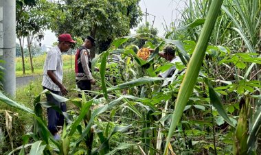 Cek-Perkembangan-Jagung,-Polsek-Krian-Dukung-Swasembada-Pangan