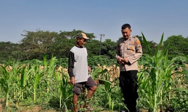 Polsek-Krian-Optimalkan-Pertumbuhan-Jagung-Wujudkan-Ketahanan-Pangan