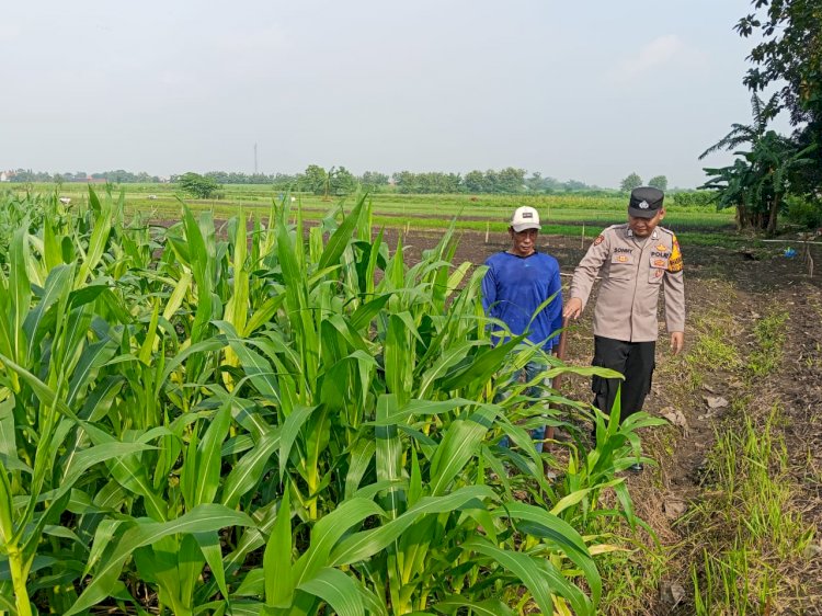 Polisi Cinta Petani Dampingi Petani Jagung Sidoarjo