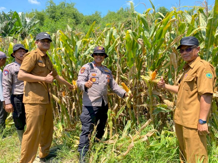 Polresta Sidoarjo Gelorakan Swasembada Pangan Dampingi Warga Tani Kelola Jagung Hibrida