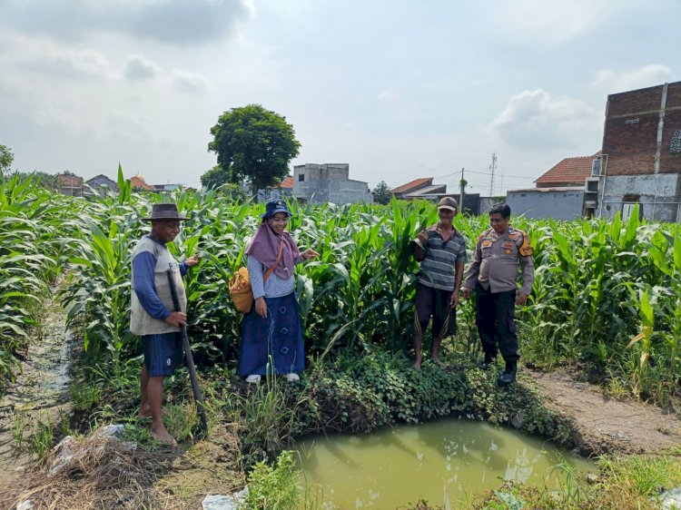 Polsek Tanggulangin Bersama PPL dan Gapoktan Lakukan Perawatan Tanaman Jagung untuk Dukung Ketahanan Pangan