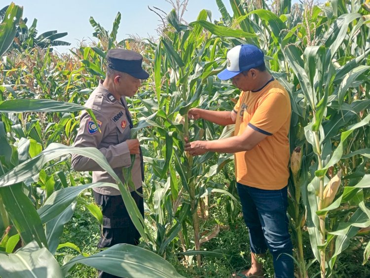 Kapolsek Prambon Masifkan Sambang Petani Jagung