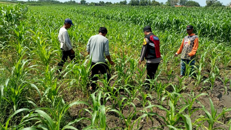 Polsek Balongbendo Semangati Petani untuk Keberhasilan Panen, Sukseskan Swasembada Pangan