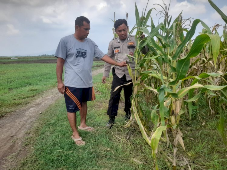 Bhabinkamtibmas Desa Bulang Pantau Tanaman Jagung, Dukung Ketahanan Pangan Nasional di Kabupaten Sidoarjo
