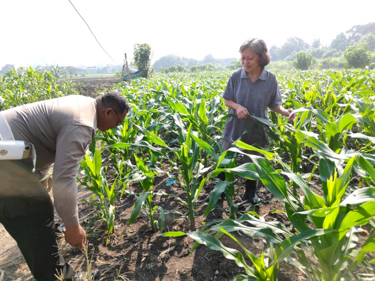 Polsek Taman Masifkan Patroli Ketahanan Pangan, Motivasi Petani Jagung