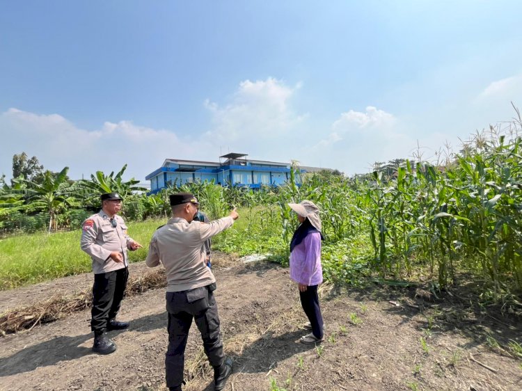 Ketahanan Pangan Polri Makin Masif, Polsek Sedati Intensif Dampingi Petani Jagung Wujudkan Swasembada Pangan di Sidoarjo