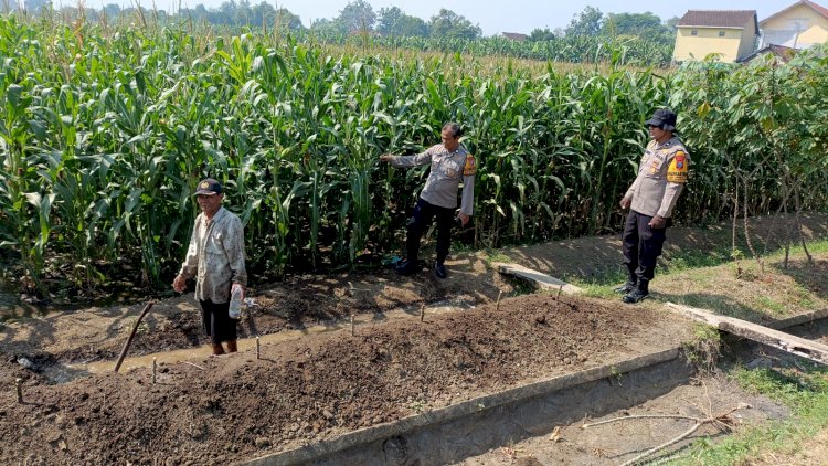 Kapolsek Balongbendo Tinjau Jagung Hibrida 1 Hektare untuk Perkuat Swasembada Pangan di Sidoarjo