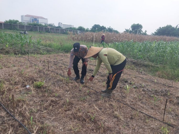 Polisi Dampingi Petani Desa Lebo, Pertumbuhan Jagung Dipantau Demi Swasembada Pangan